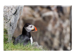 Newfoundland Puffins Wildlife Photography